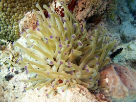 IMG 3049 Gient Anemone